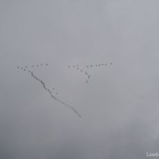 Birds getting in V-formation