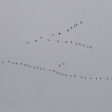 Birds getting in V-formation