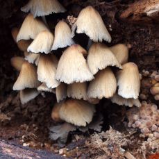 More fungus